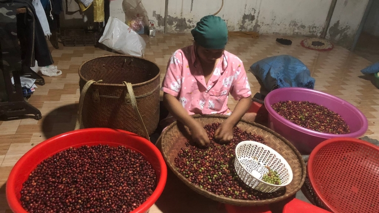 Cau ùr kơnhoàl Di Linh, càr Lâm Đồng dong 63 hìu bơnhă lik klàs rƀah