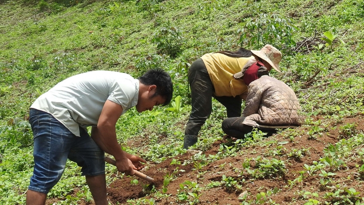 Phát triển cây dược liệu, chìa khoá thoát nghèo của người Xơ Đăng