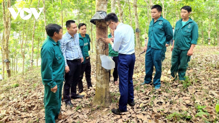 Cao su tzung pháo chá, miền màn guyền hnâyz cáp đao tzuống cao su ziêm Lai Châu