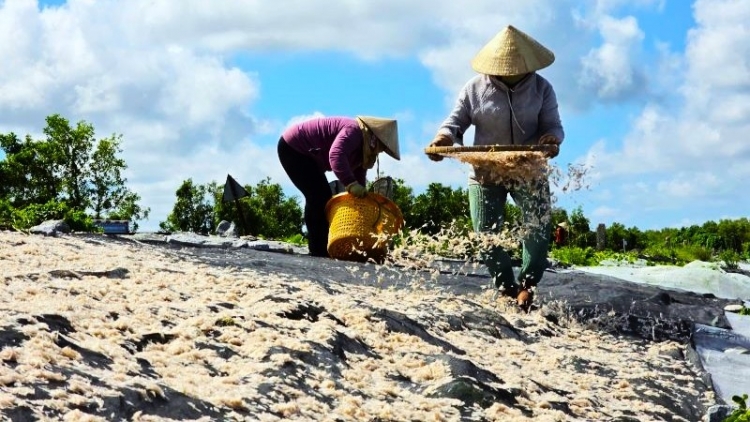 Ảnh: "Vị ngọt" ruốc biển