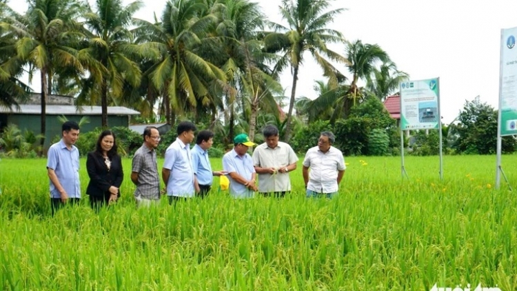 ĐỒNG THÁP KHAM MERAT 80% TANEH PALA PADAI TRUN BRUK TATHUAK NERAK 