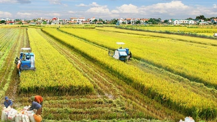 MESRE 3 TỶ ĐỒNG OH CANG PADANG DRAP AR KAYA KAN KA DANAK DAK 1 TRIEU HA PADAI DI ĐBSCL