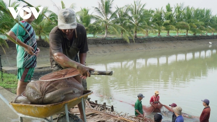 CÀ MAU: DOM JAK JENG DAONG KA URANG NGAK NONG OH PANG TUI PANUAC DI DIUK RAONG IKAN JING MEK HU LABA YAOK TY SA THUN