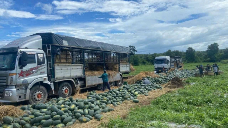 Dưa hấu mất mùa, mất giá khiến nhiều nông dân trắng tay