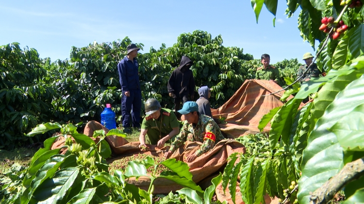 Gia Lai đảm bảo an ninh, an toàn trong vụ thu hoạch cà phê  