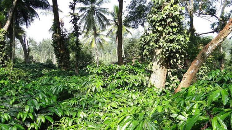 Đak Lăk gô đei 468 tih hlj vă tơjur rơ̆m rĕk hơyuh 'mê̆ đei đơ̆ng tơdrong choh jang xa, jang gah bri 