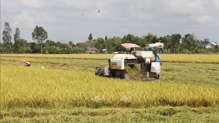 AGRIBANK JHUL PASAMAR BRUK BREI MESRE JIEN KA GAH KAYA NONG DI BHUM ĐBSCL