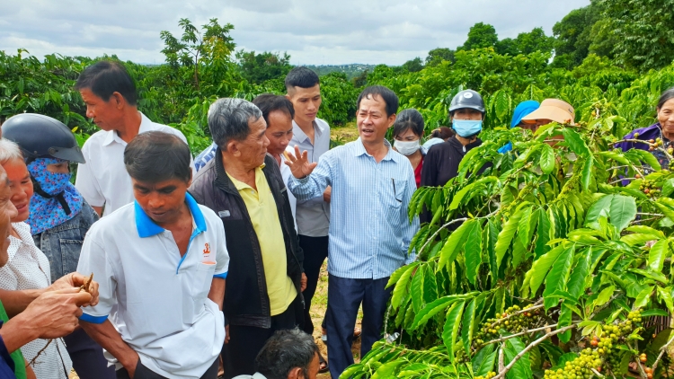 KỶ NGUYÊN VƯƠN MÌNH - Loạt bài "Định vị nông nghiệp Tây Nguyên trong chuỗi giá trị toàn cầu"- Bài 3: Trên dưới đồng lòng dẫn dòng cho nông nghiệp Tây Nguyên 