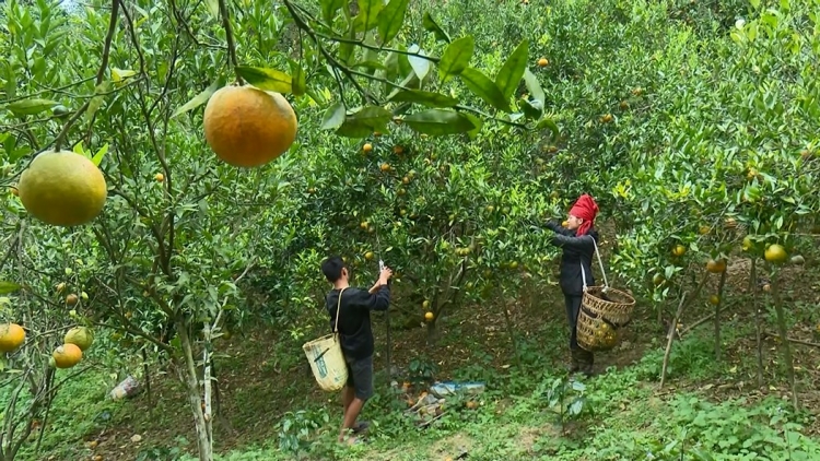 Ngon tô tênh căm thứ 5 mự 21 căm bườn 11 pì 2024- Côn dần Sốp Cộp khày quảng tà đìn púk mák kiểng, cựt tóp đảy lang áo chợ lạt