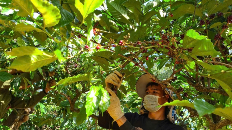 Jơnau lồi poh: "Kơlôi rơcang ngòt roh kơphe"