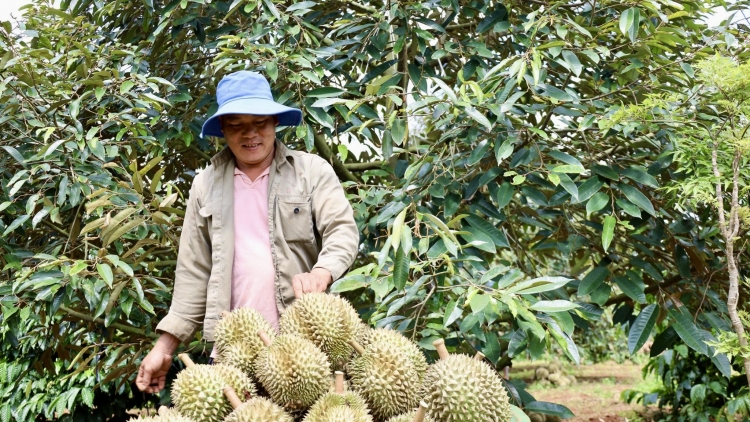 Sa tơring glông ƀơi Dak Lak pơkă hlâo pơhrui hơdôm klai prăk mơ̆ng sầu riêng 