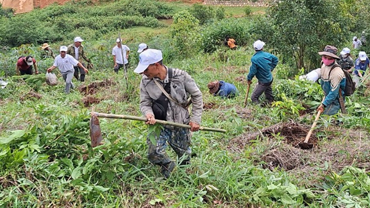 Trồng rừng vượt mục tiêu, Kon Tum tự tin phát triển lâm nghiệp bền vững