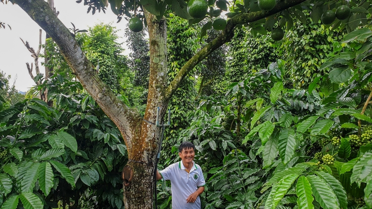 Bruă ngă hmua kual Dap Kơdư akŏ pơjing tơlơi pơčeh phrâo tŭ yua hloh