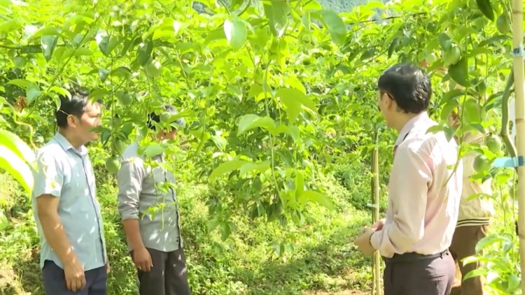 SLẮM ÓN DÚ LAI CHÂU XÀY CĂN CÓ CỐC HẾT KIN