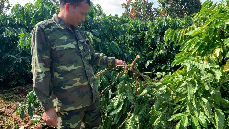 Mât lơ̆m pơyan phĕ chĕh phe –kon pơlei Tây Nguyên phĕ răh, răp tang găn răh đe tơtông chĕh phe