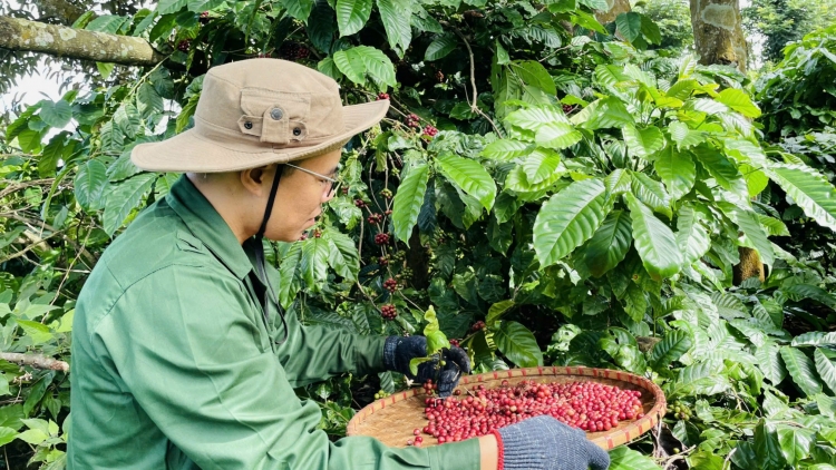 Dak Lak mơdêk ki dâi lĕm kơvâ kơphế