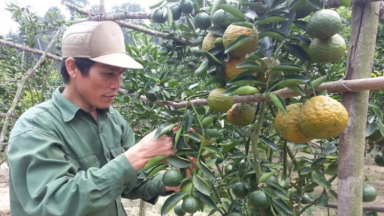 Hơnăn tơdrong jang: Gia Lai hơtŏk tơiung ‘long sa plei kơjăp ‘lơ̆ng