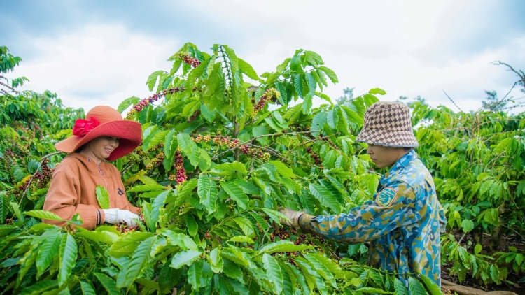 Nâng tầm nông sản Đắk Nông qua chương trình OCOP