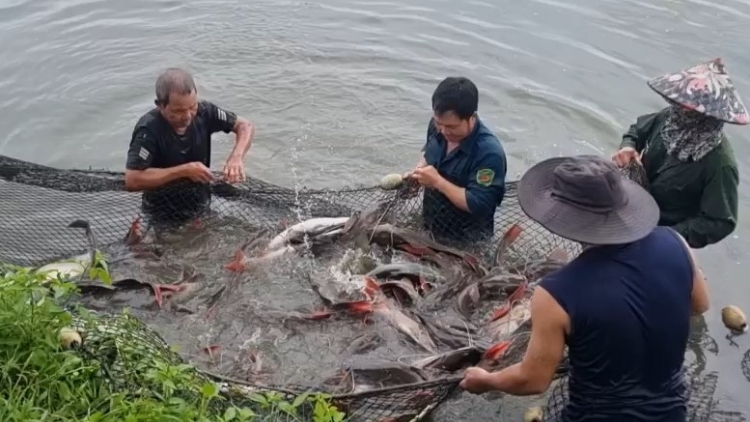 Cồng nha ròng ka lăng tàm càr Dăk Lăk 