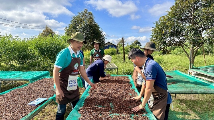 Kơphế Robusta tơmeăm ôu dêi Việt Nam châ pri ki kân má môi a rôh tơ’noăng kơphế lâp plâi tơnêi