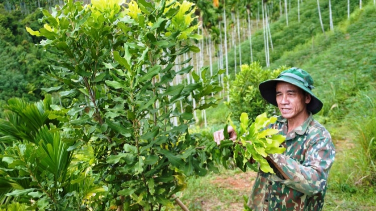 DA DING CA COONG QUẢNG NGÃI PA DƯR BẤC CR’NOỌ BH’RỢ HA RÊÊ ĐHUÔCH PA CHÔ BH’NƠƠN DAL