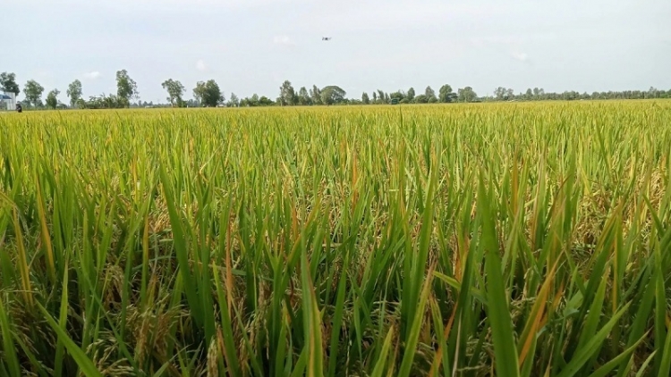 HOP TAC XA HU DANG TAKAI PRAONG DALAM BRUK JAK JENG DI DANAK DAK 1 TRIEU HA PADAI