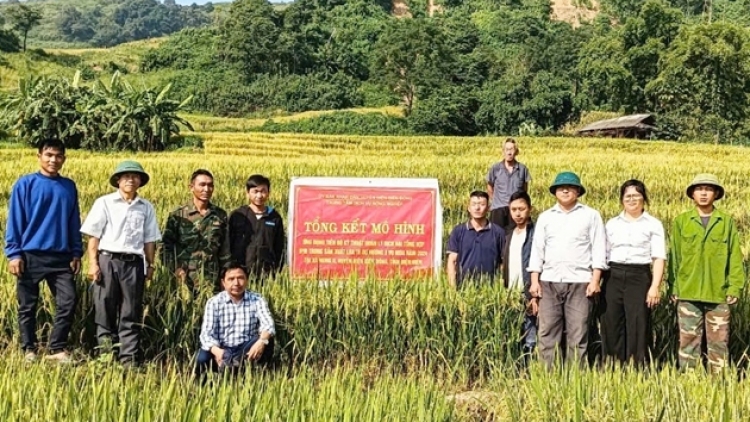 Pến piêuz mô hình bùng tăng kenh pẻnh ziêm hít tzuống blièo Mùa nhnáng 2024