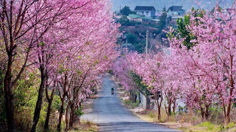 Một năm mới bình an