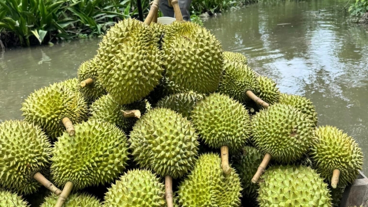 DURIAN DALAM NAGAR TAGOK LABAIH 1 TRIEU TAN BAOH