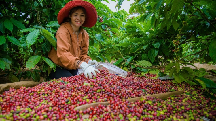 Tơmeăm pêi lo ing chiâk deăng châ yă, tơring Dak Mil, kong pơlê Dak Nông rôe lối 1.000 toăng ô tô