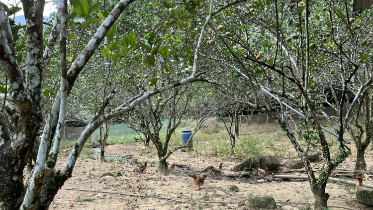 Tsaz yênhx nta suôz luk Hmôngz hnuz 16.1.2025