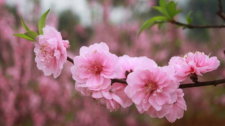 CHƯƠNG TRÌNH KHAY HENG TÀY - NÙNG (Thứ 4, vằn 29 bươn 1 pi 2025) - (Xo ết nèn chiêng)