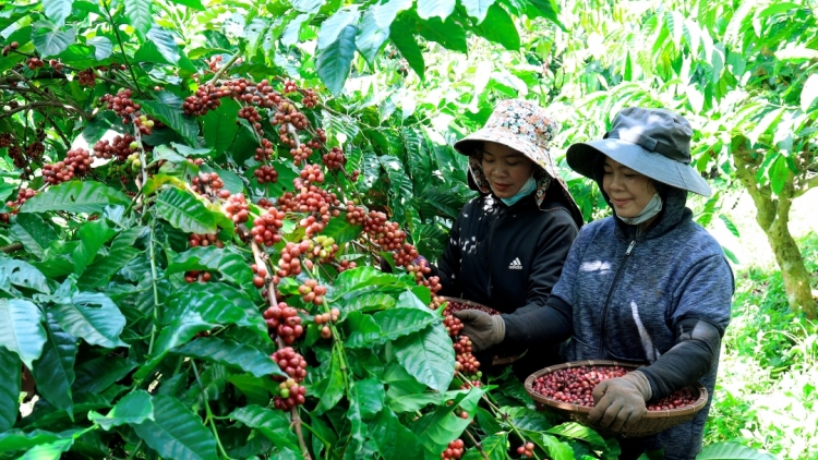 Dak Lak tơdjêp pêi chiâk deăng vâ khŏm mơnhông krá tơniăn