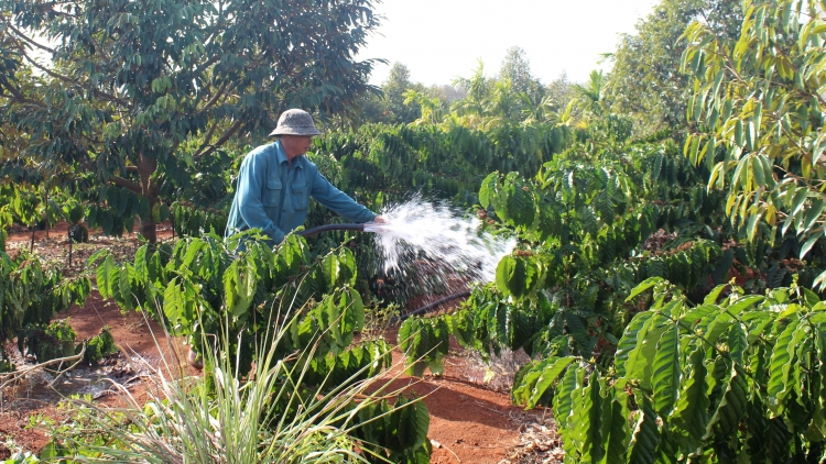 Nông dân Tây Nguyên hy vọng một năm sản xuất thuận lợi