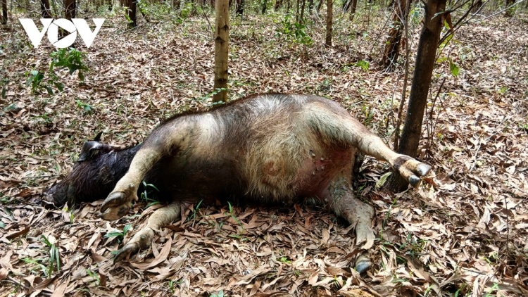 QUẢNG TRỊ: PR’LUH TỤ HUYẾT TRÙNG BHRỢ 39 P’NONG T’RÍ, C’ROOC C’MĂP