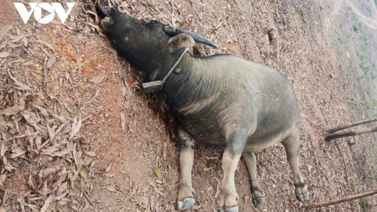 QUẢNG TRỊ: BƠƠN LÊY 20 P’NONG T’RÍ C’MĂP COH CRÂNG