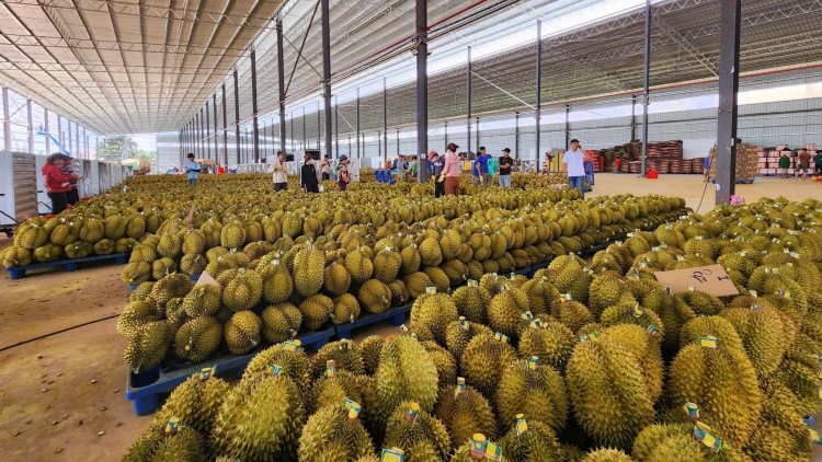 Tềl sơn-io pà gŏ càr Dăk Lăk geh jơnau kờñ gơguh lơh sa 8% tàm nam 2025