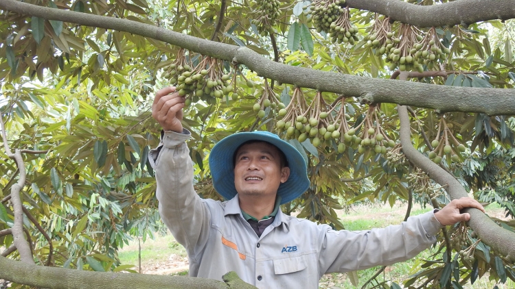 50 hơnăm pro tơleăng lěm, Kon Tum mơnhông rơdêi, pêi cheăng châ rĕng má môi kơpong Tây Nguyên
