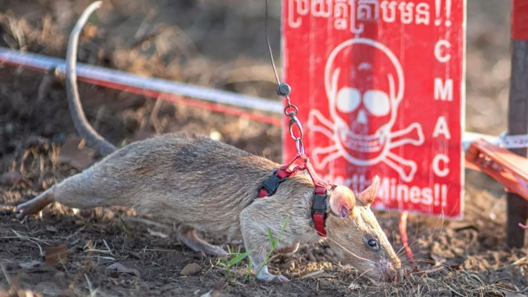 ពត៌មាន​ម៉ោង១៥