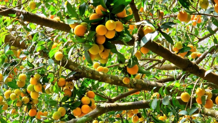 ពត៌មាន ម៉ោង​ ៦