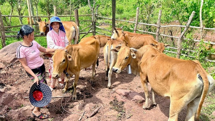 QUẢNG BÌNH: LÂH 20 TỶ ĐỒNG ĐOỌNG VẶ ZR’LỤ ĐHANUÔR ACOON COH