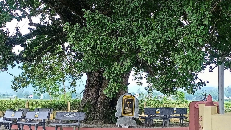TƠƠM N’LOONG GĂNG NÉO COH CR’NOON TRÀ TÂY (CHR’VAL TAM MỸ ĐÔNG, NÚI THÀNH) VÊY TA MOON NĂC “TƠƠM N’LOONG C’KIR VIỆT NAM”