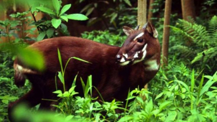 THÀNH PHỐ HUẾ ĐƯƠNG ĐƠP LÂH 3 TỶ ĐỒNG TƠỢ WWF ĐOỌNG ZƯ ĐƠC “BHRƯ CHÂU Á” PR’HĂT