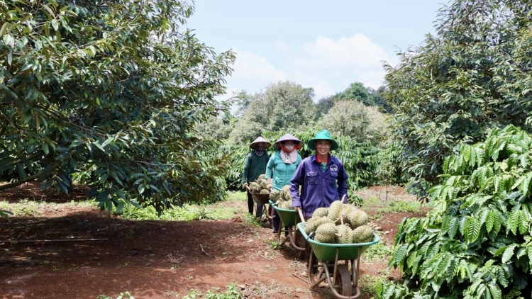 Trôl hun hao nâp nâl nău kan ndơ Sầu riêng ta Tây Nguyên