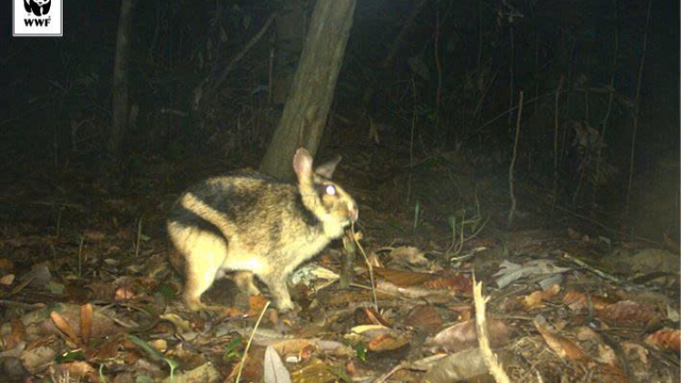 ĐÔNG GIANG: TRÔÔNG TR’PAI XRIIC TĂM TRƯỜNG SƠN CRÊÊ MÂC BIÊNG