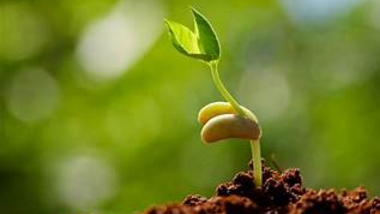 គ្រាប់ពូជបណ្ដុះបណ្ដាលវិជ្ជាជីវ:បានដុះពន្លកនៅជនបទក្រីក្រ។