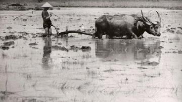 Jơnau đơs pơn đik kòn cau K' Ho