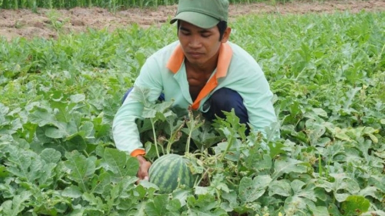 ប្រជាកសិករត្រាវិញអនុវត្តបច្ចេកវិជ្ជាទំនើបទៅក្នុងការដាំបន្លែបង្ការ 