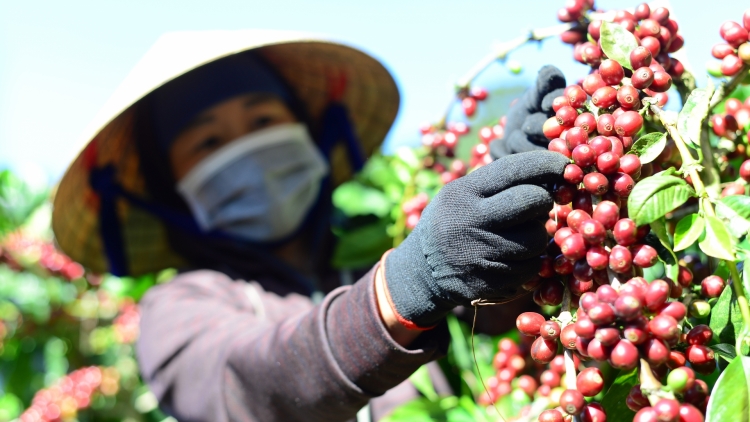 Dŏng dak si mât tơm tăm n’hanh mât uănh bu tuh tâm mir cà phê tăm tâm breh.