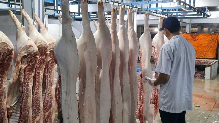 ទម្រង់សម្លាប់សត្វស្រុកបែបគំរូនៅខេត្តទៀងយ៉ាង ឆ្ពោះទៅកាន់ផលិតផលសុវត្ថិភាពជូនសហគមន៍។